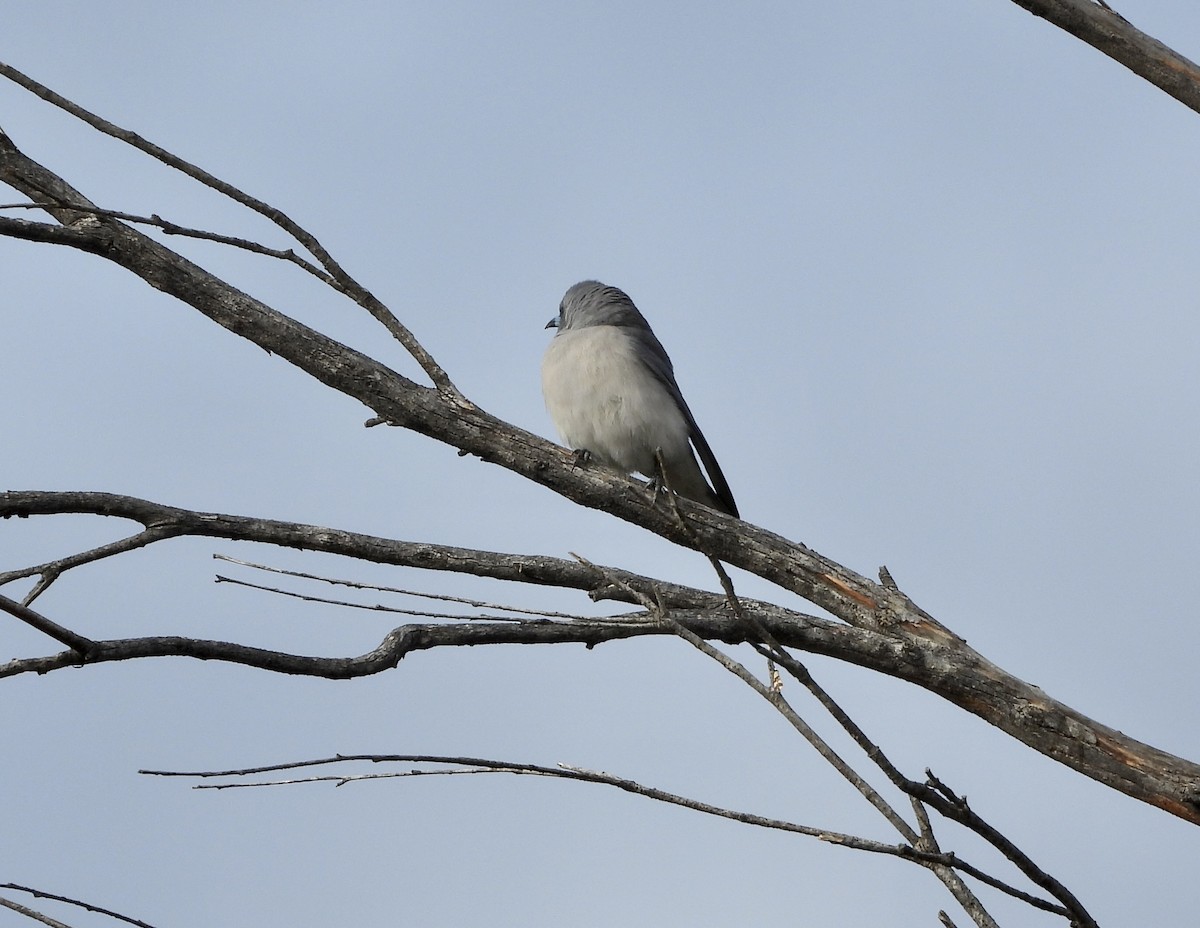 Masked Woodswallow - ML645749507