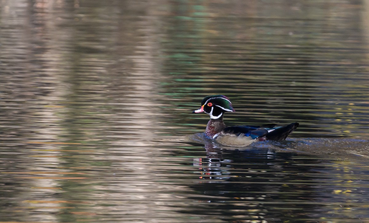 Wood Duck - ML645749508