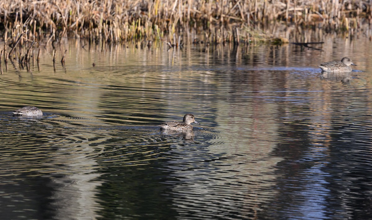 Green-winged Teal - ML645749511