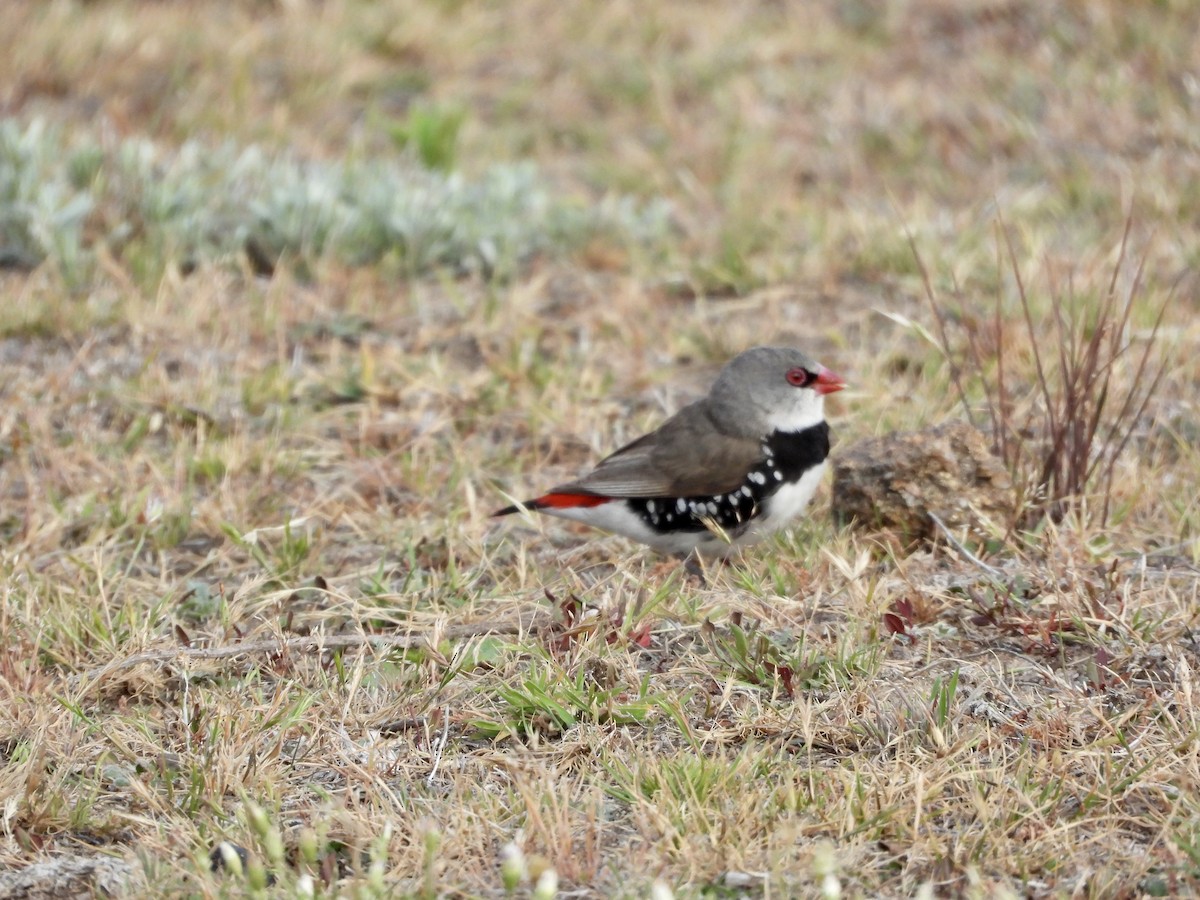 Diamond Firetail - ML645749520