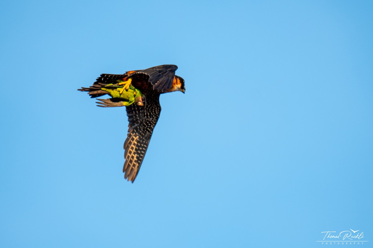 Orange-breasted Falcon - ML645749531