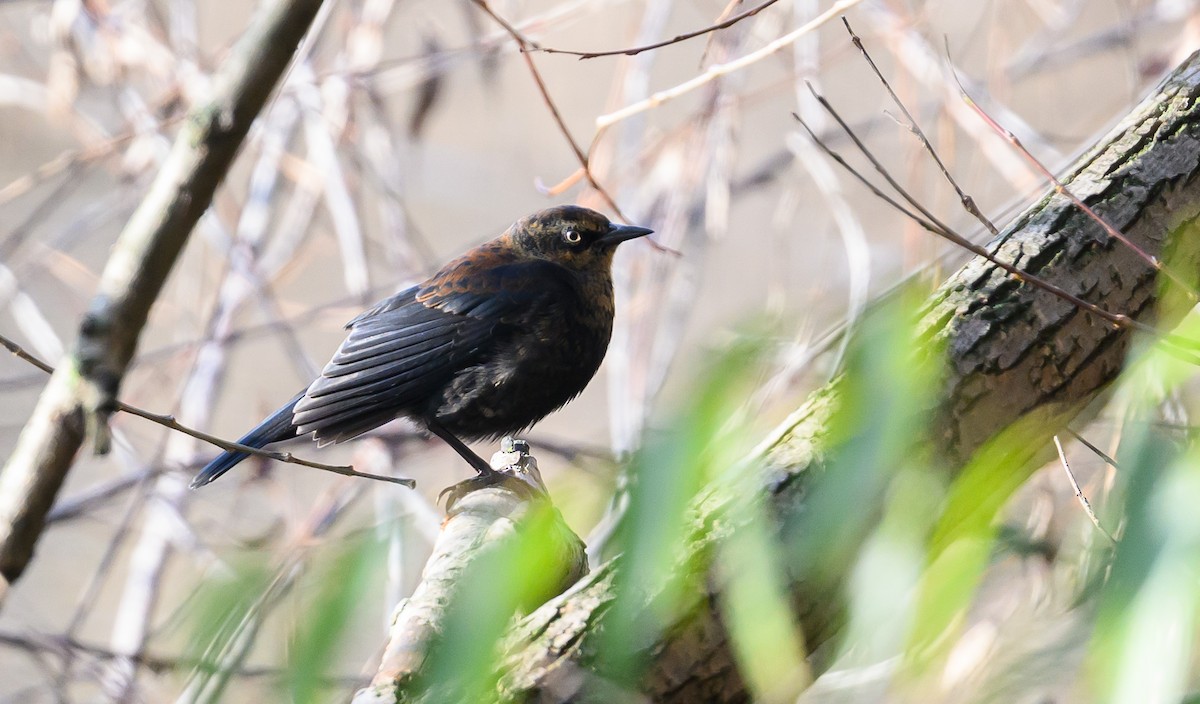Rusty Blackbird - ML645749532