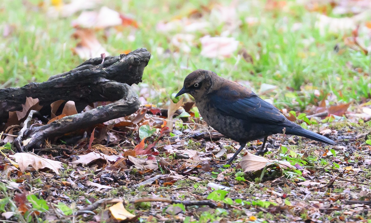 Rusty Blackbird - ML645749533