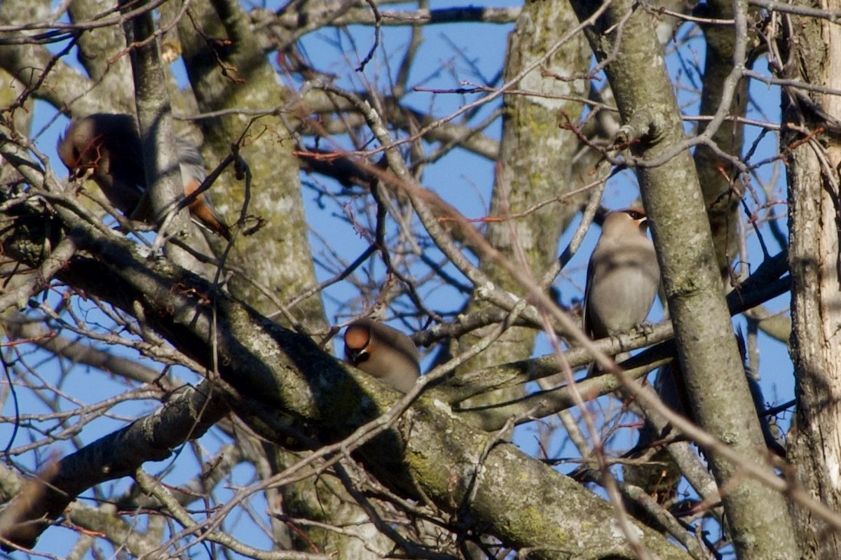 brkoslav severní - ML645749538