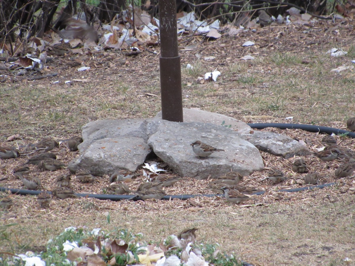 家麻雀 - ML645749546