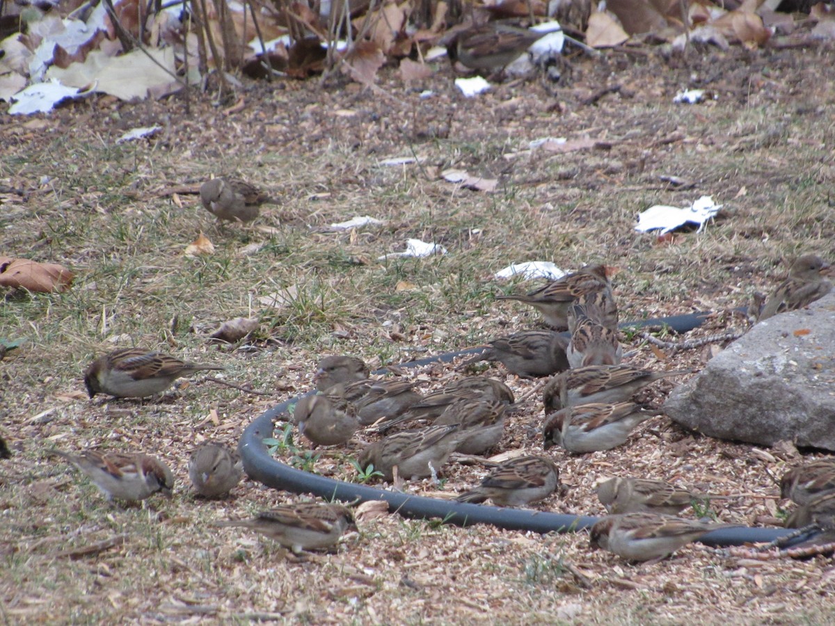 家麻雀 - ML645749547