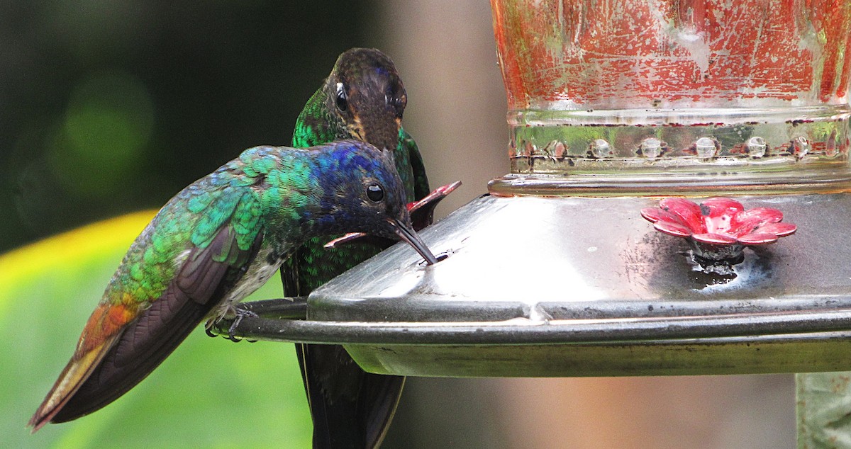 kolibřík zlatochvostý - ML645749569