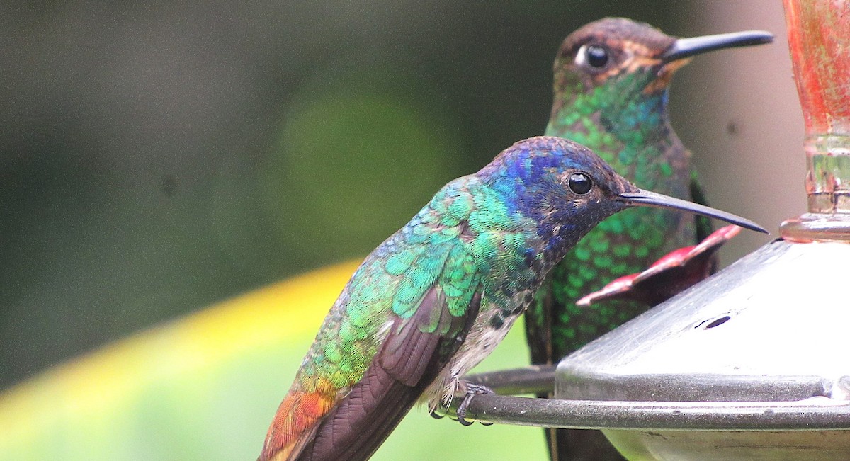 kolibřík zlatochvostý - ML645749570