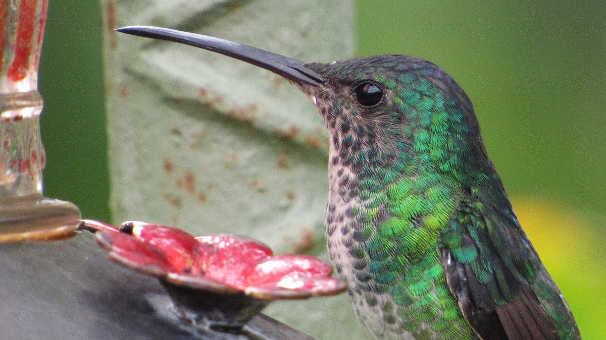 kolibřík zlatochvostý - ML645749571