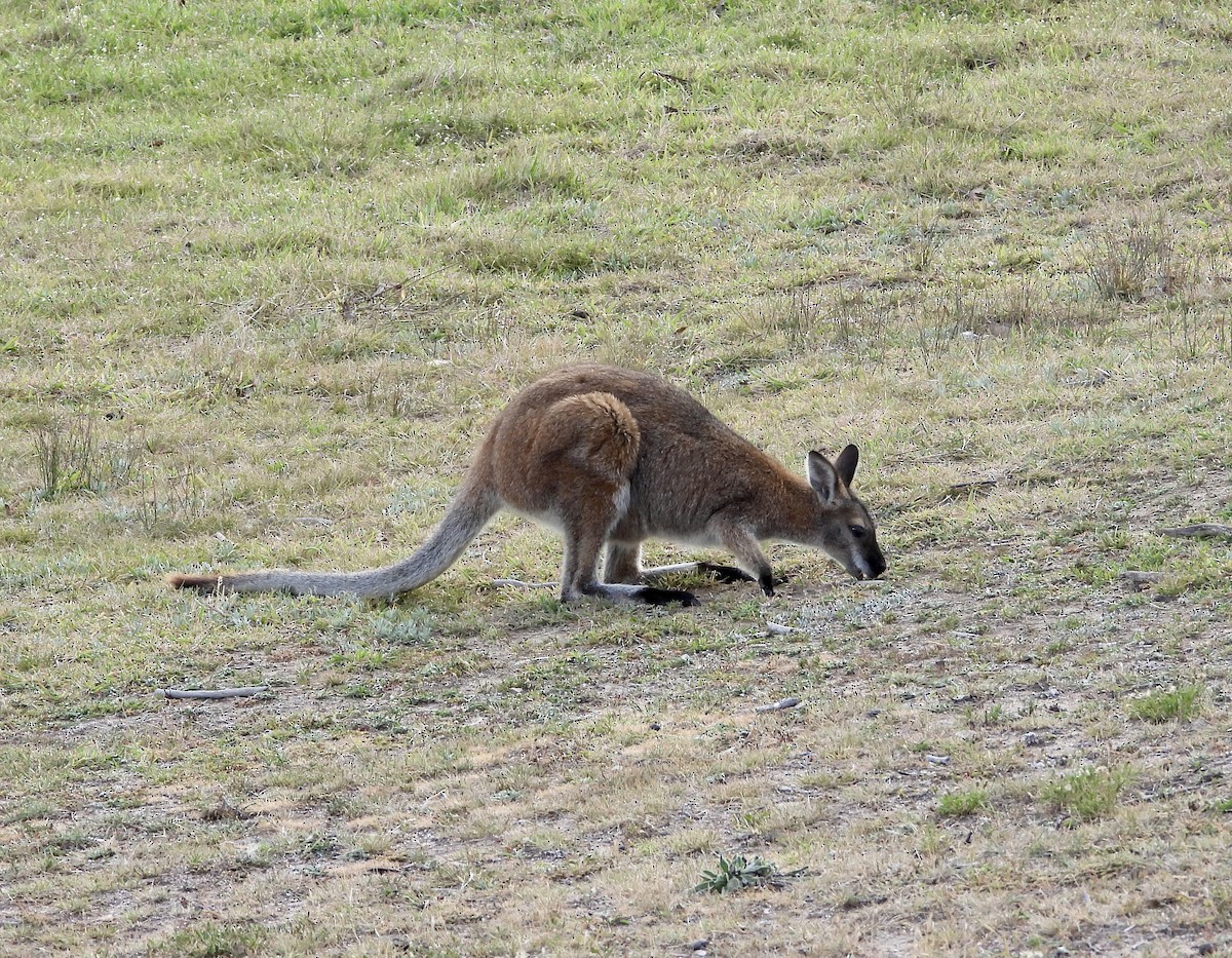 Red-necked Wallaby - ML645749584
