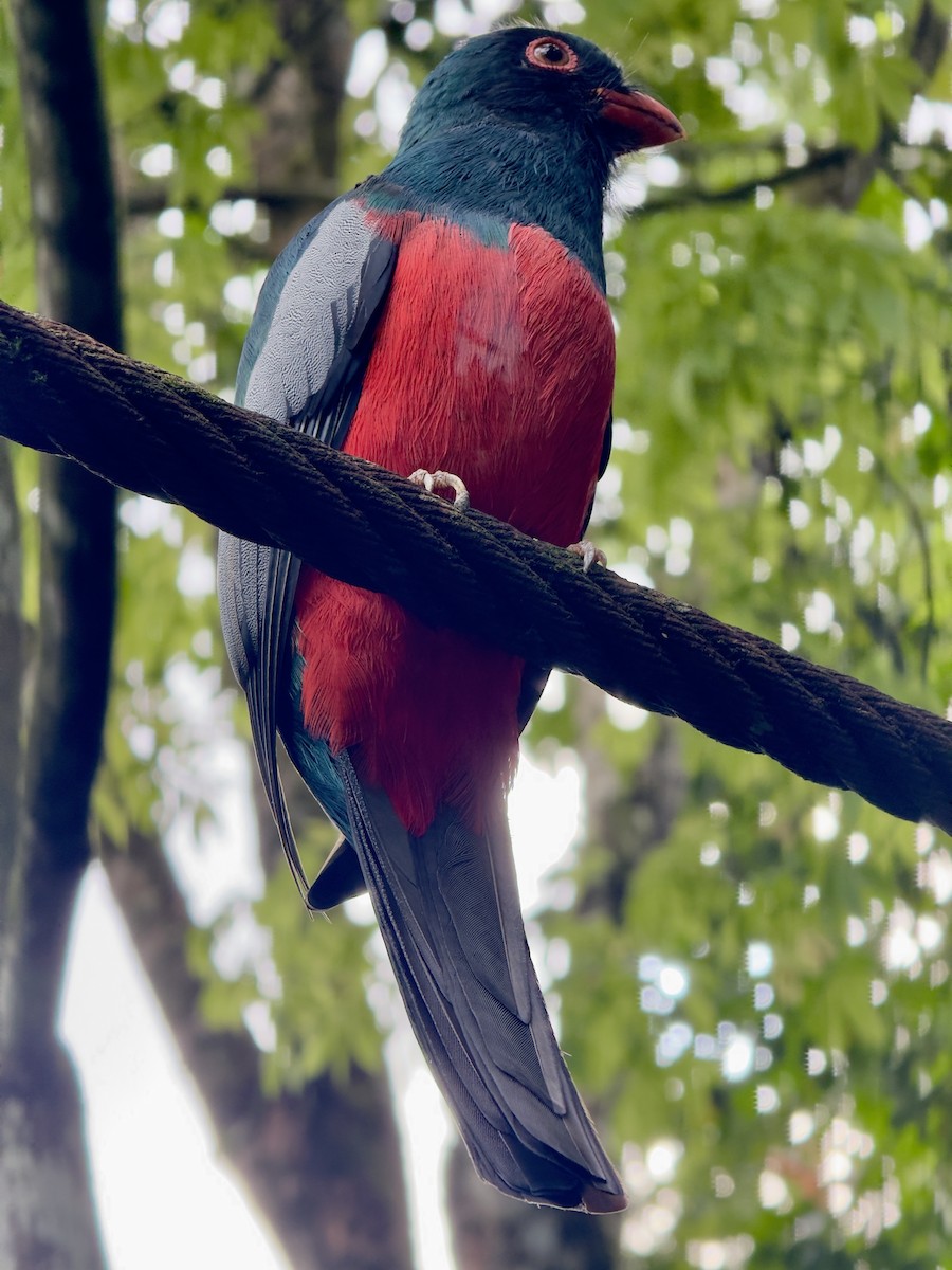 Slaty-tailed Trogon - ML645749594
