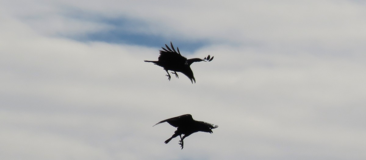 Erroi handia - ML645749597