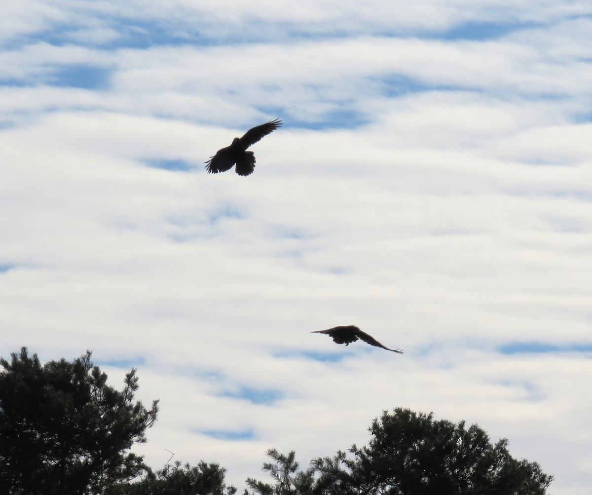 Erroi handia - ML645749616