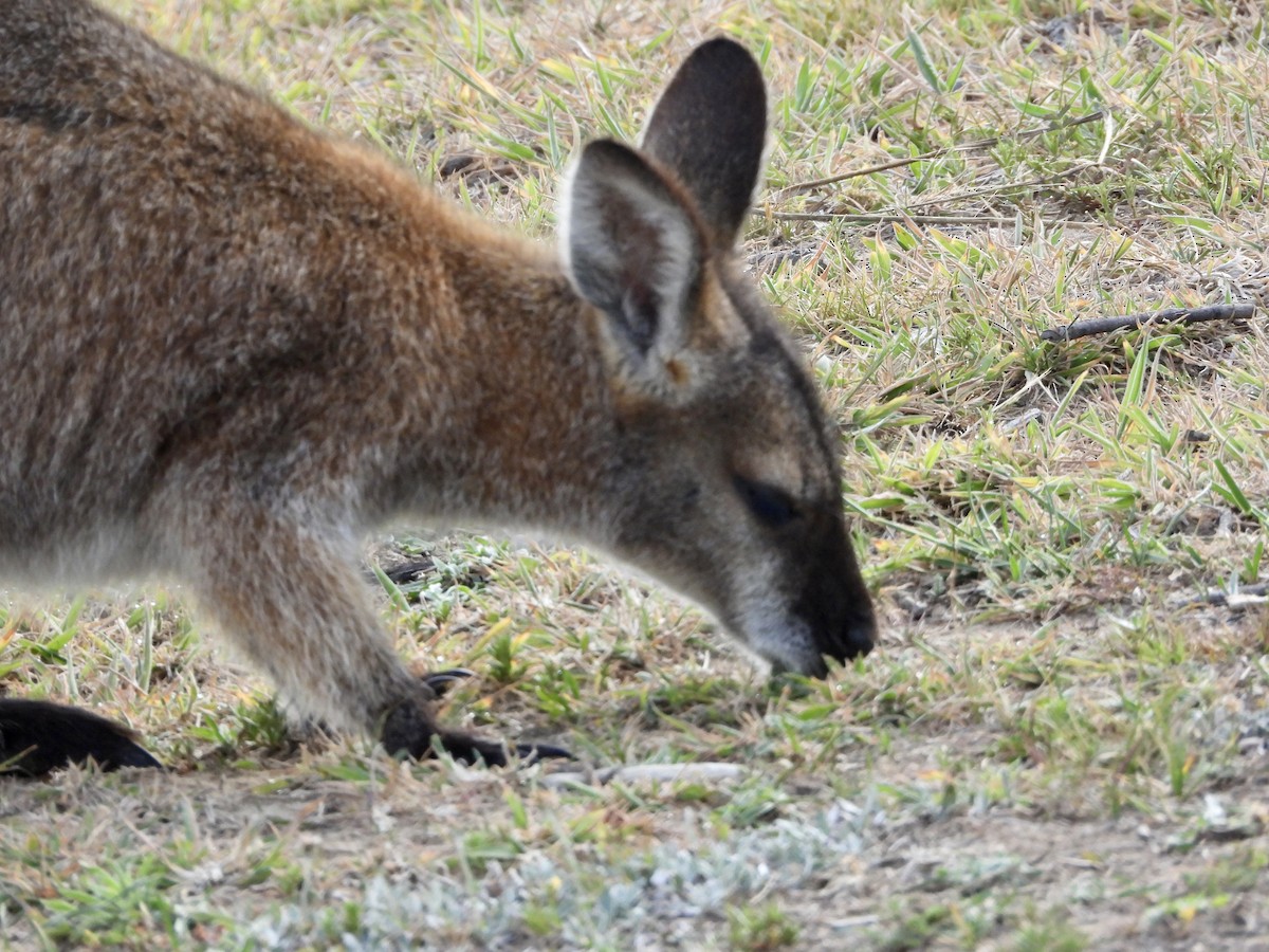 Red-necked Wallaby - ML645749621