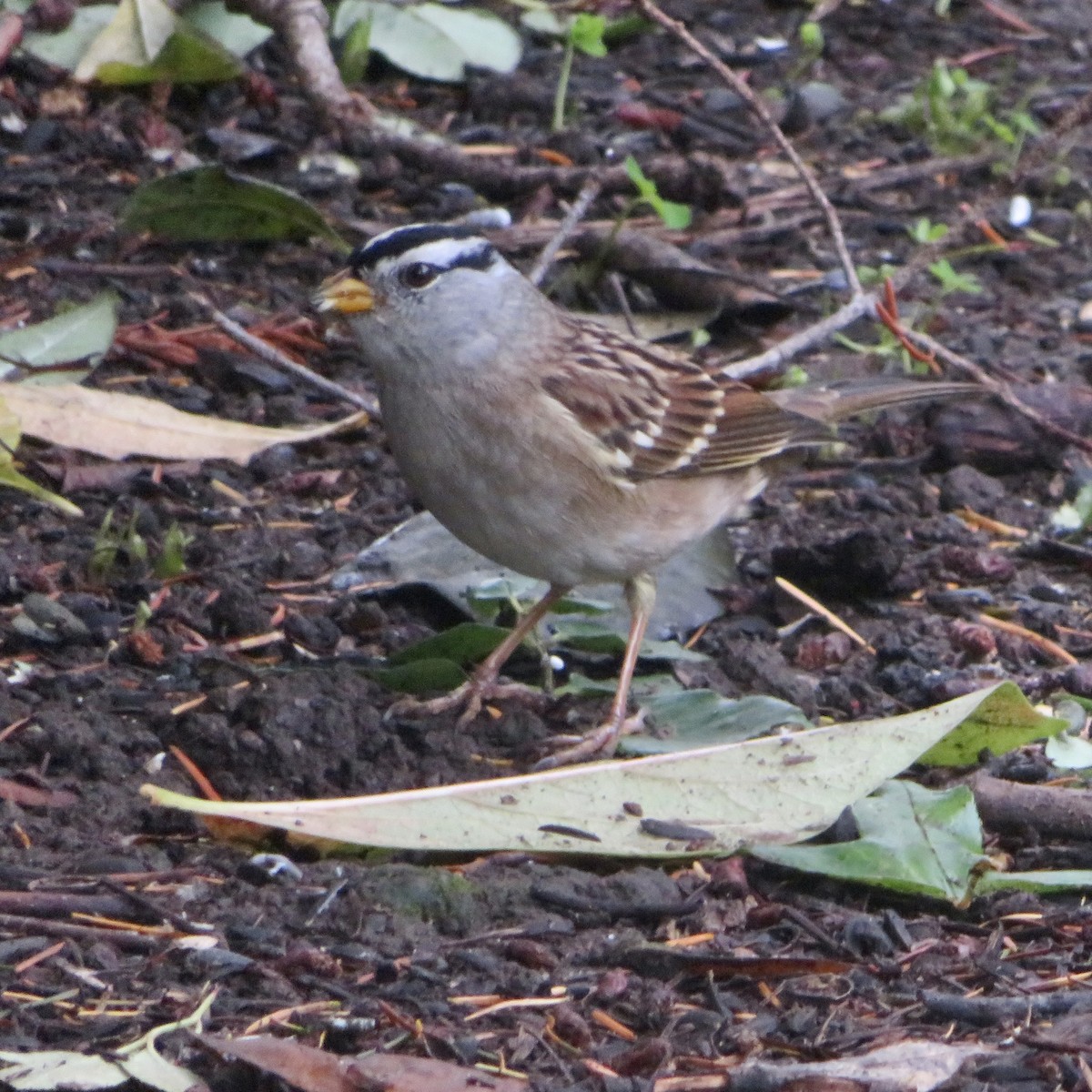 White-crowned Sparrow - ML645749627