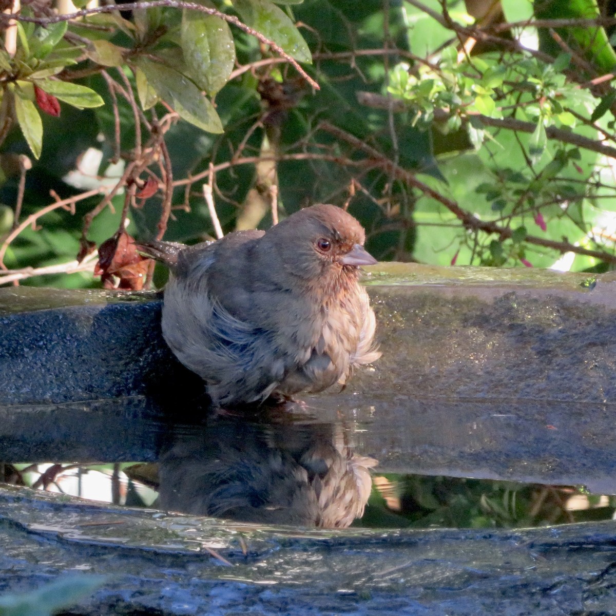 California Towhee - ML645749638