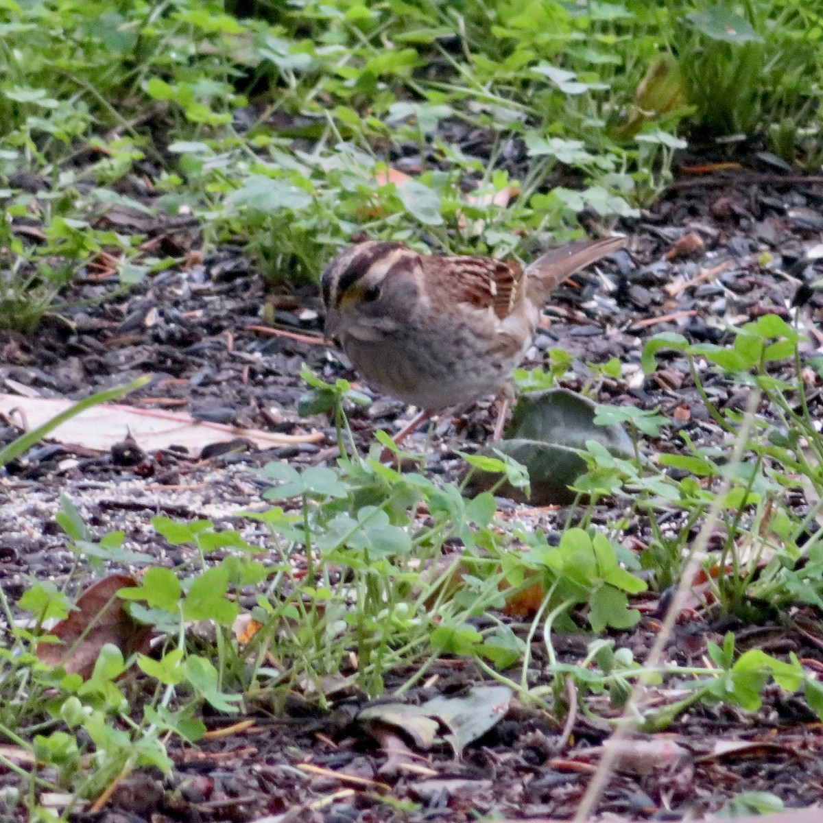 White-throated Sparrow - ML645749644