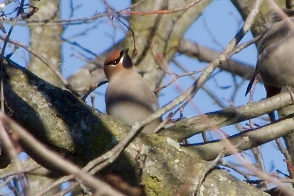 brkoslav severní - ML645749658