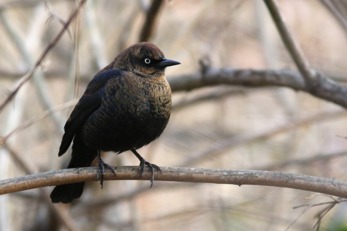 Rusty Blackbird - ML645749660