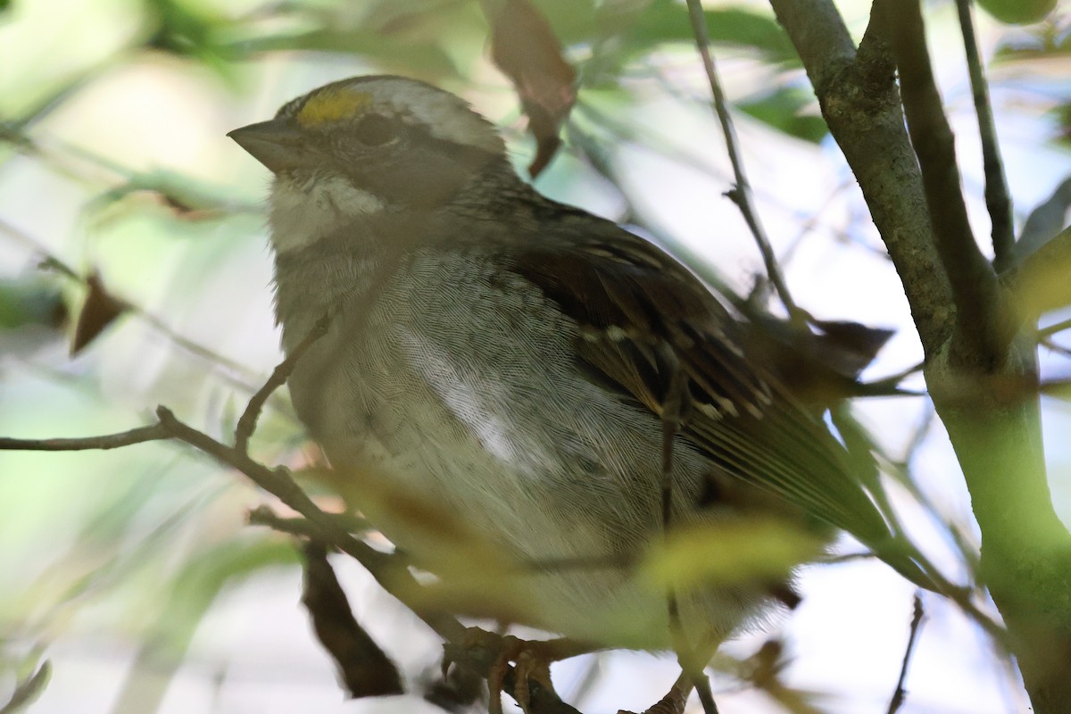 White-throated Sparrow - ML645749661