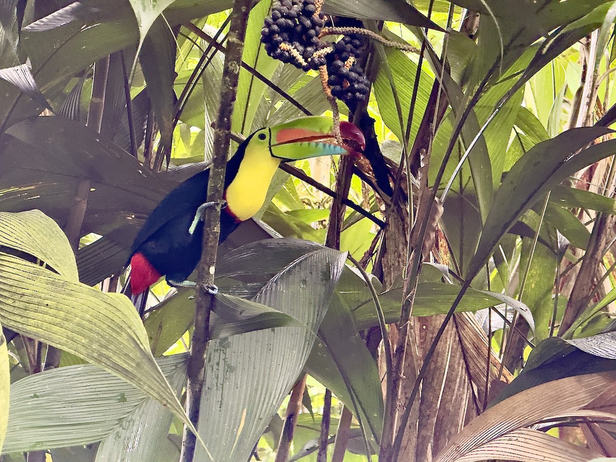 Радужный тукан - ML645749662