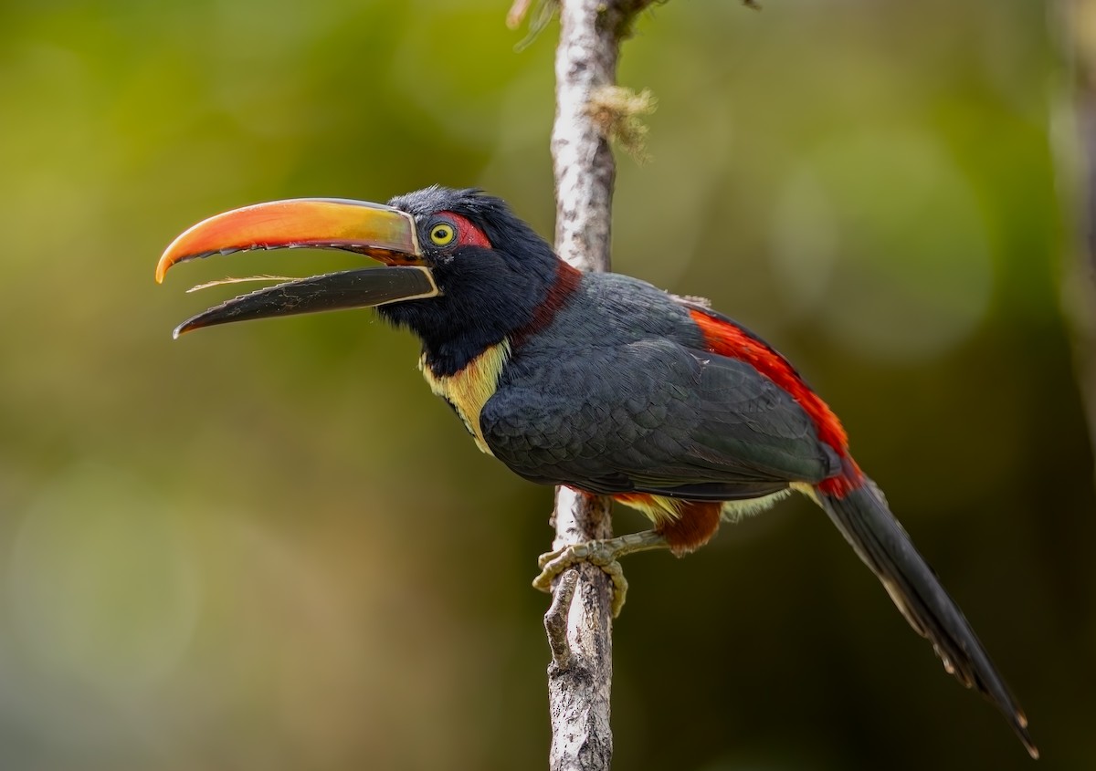 Fiery-billed Aracari - ML645749665