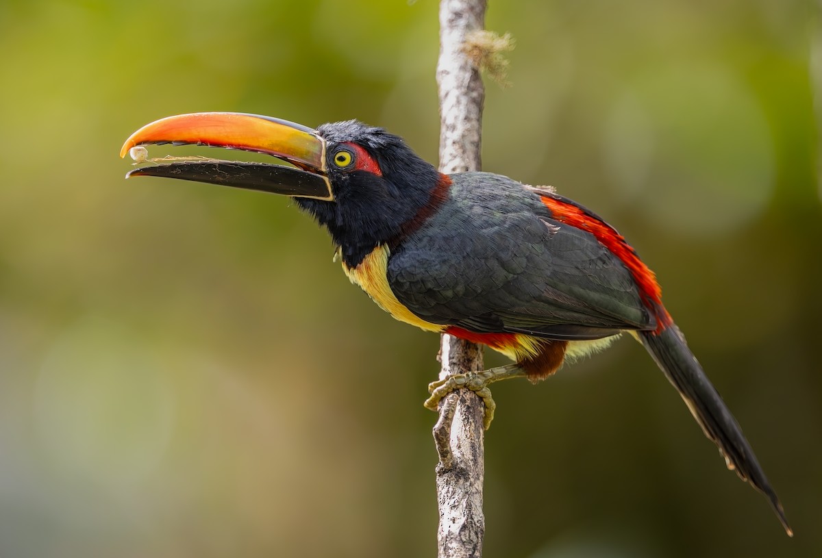 Fiery-billed Aracari - ML645749666