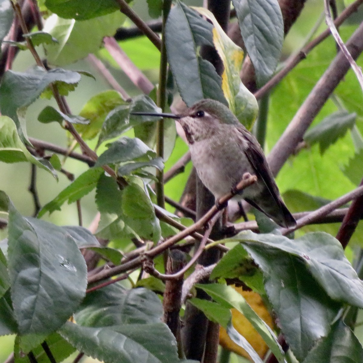 Anna's Hummingbird - ML645749670