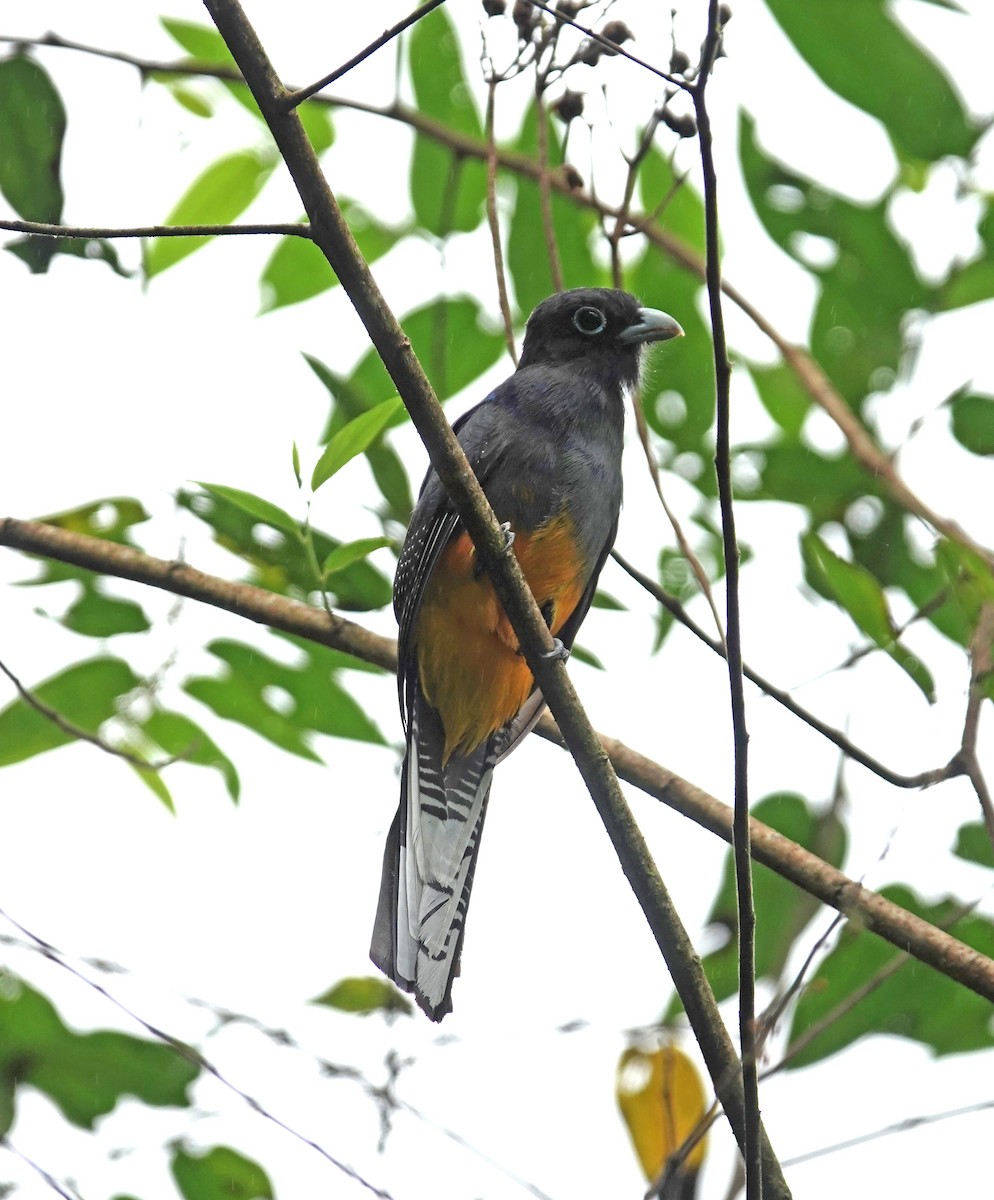 White-tailed Trogon - ML645749671