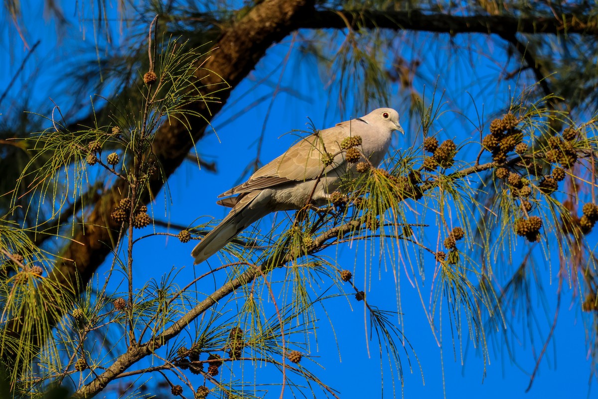 灰斑鳩 - ML645749693