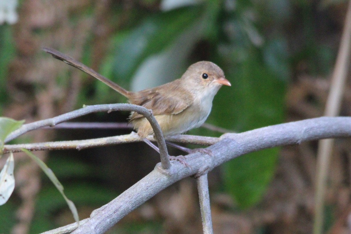 Red-backed Fairywren - ML645749698