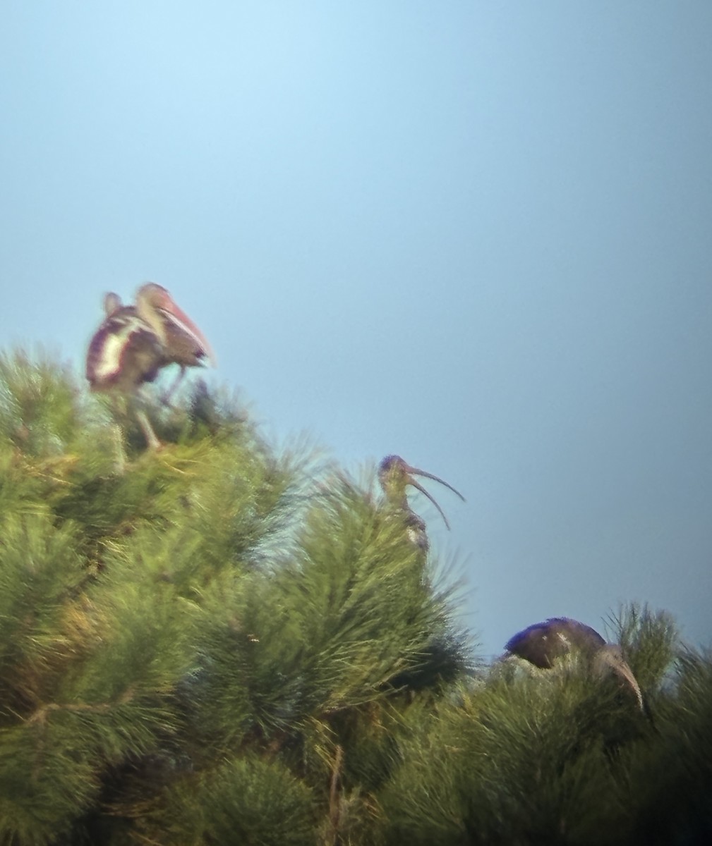 Corocoro Blanco - ML645749700