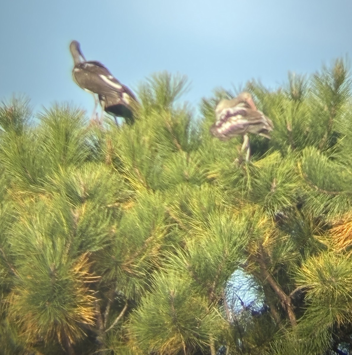 Corocoro Blanco - ML645749702