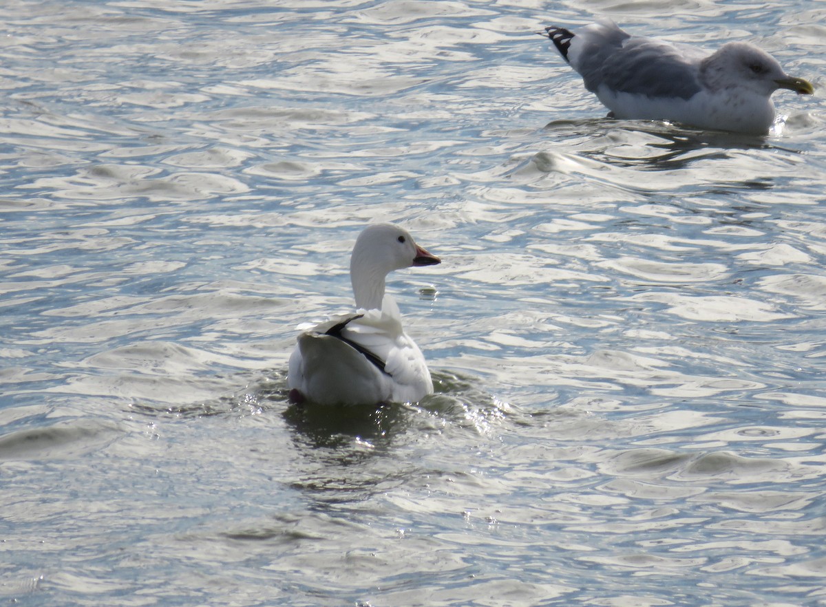 Snow Goose - ML645749703