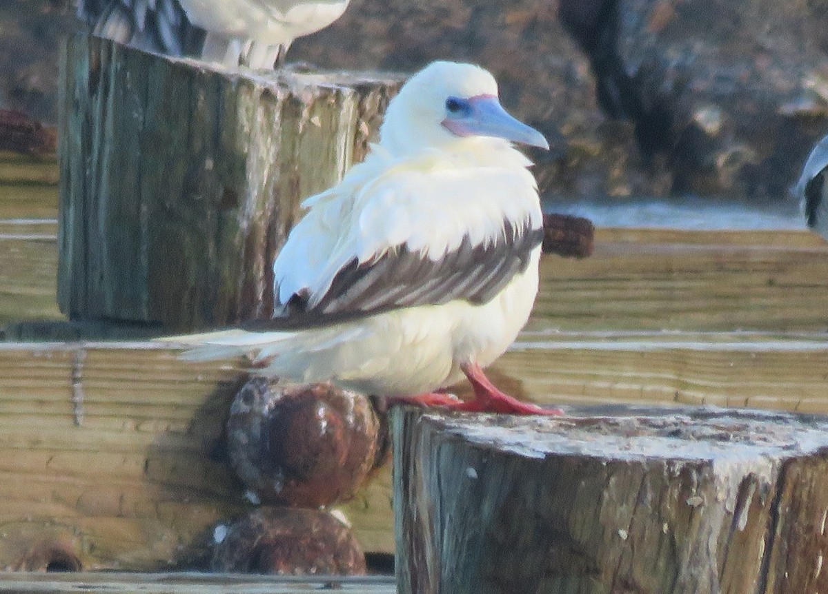 סולה אדומת-רגל - ML645749704