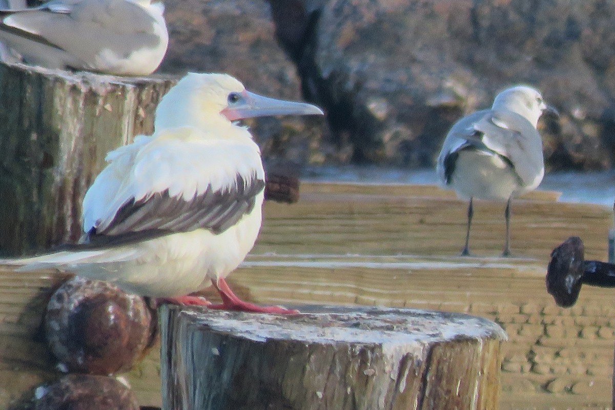סולה אדומת-רגל - ML645749705
