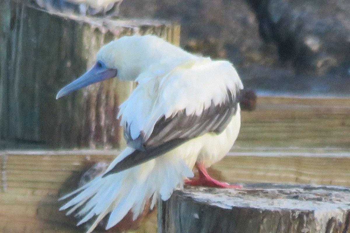 סולה אדומת-רגל - ML645749706