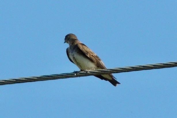 Brown-chested Martin - ML645749713