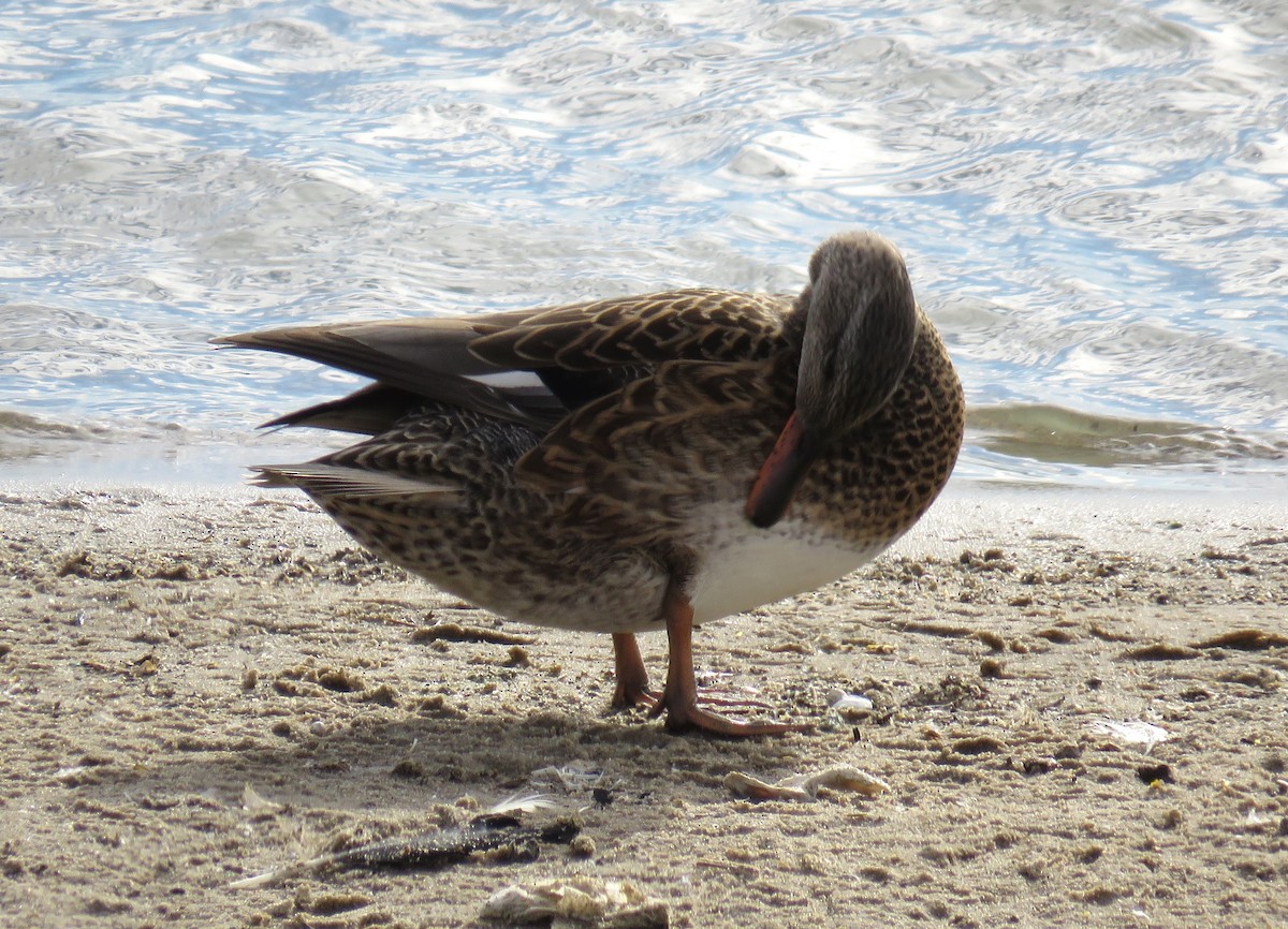 赤膀鴨 - ML645749715