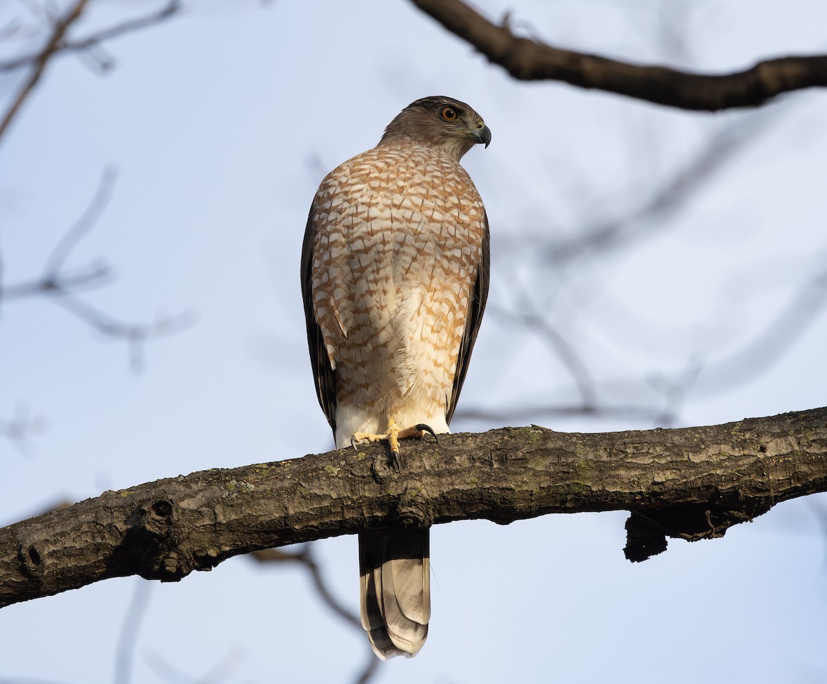 Cooper's Hawk - ML645749717