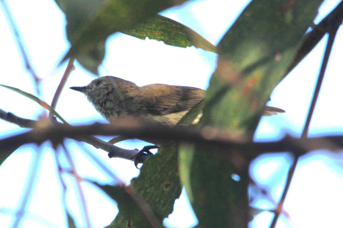 Brown Thornbill - ML645749719