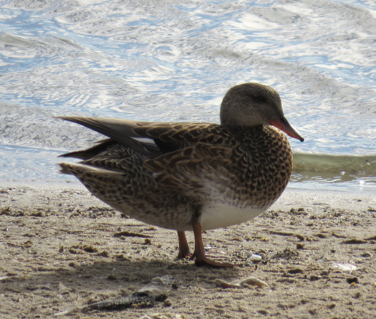 赤膀鴨 - ML645749727