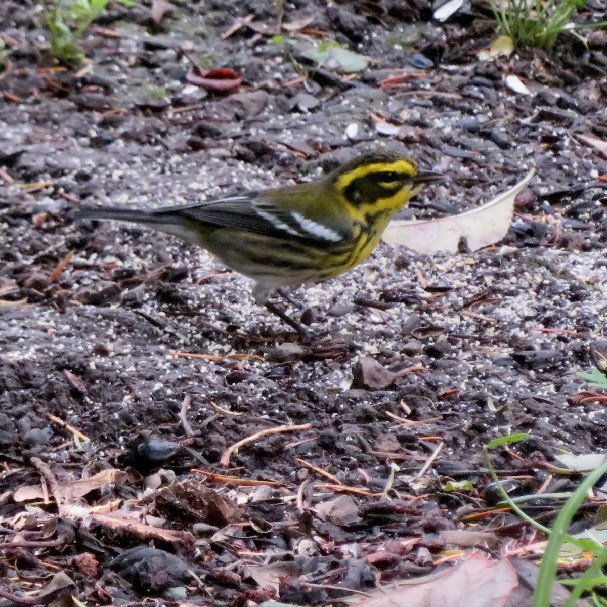 Townsend's Warbler - ML645749738