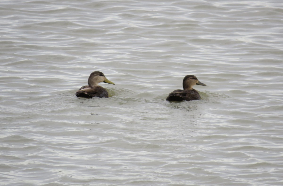 American Black Duck - ML645749740