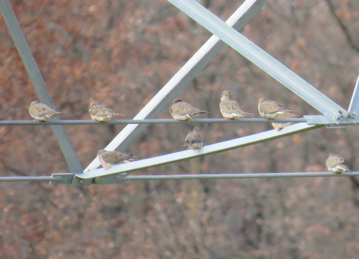 Mourning Dove - ML645749758