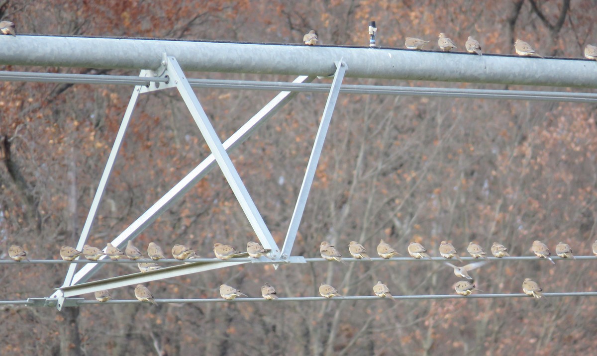 Mourning Dove - ML645749760