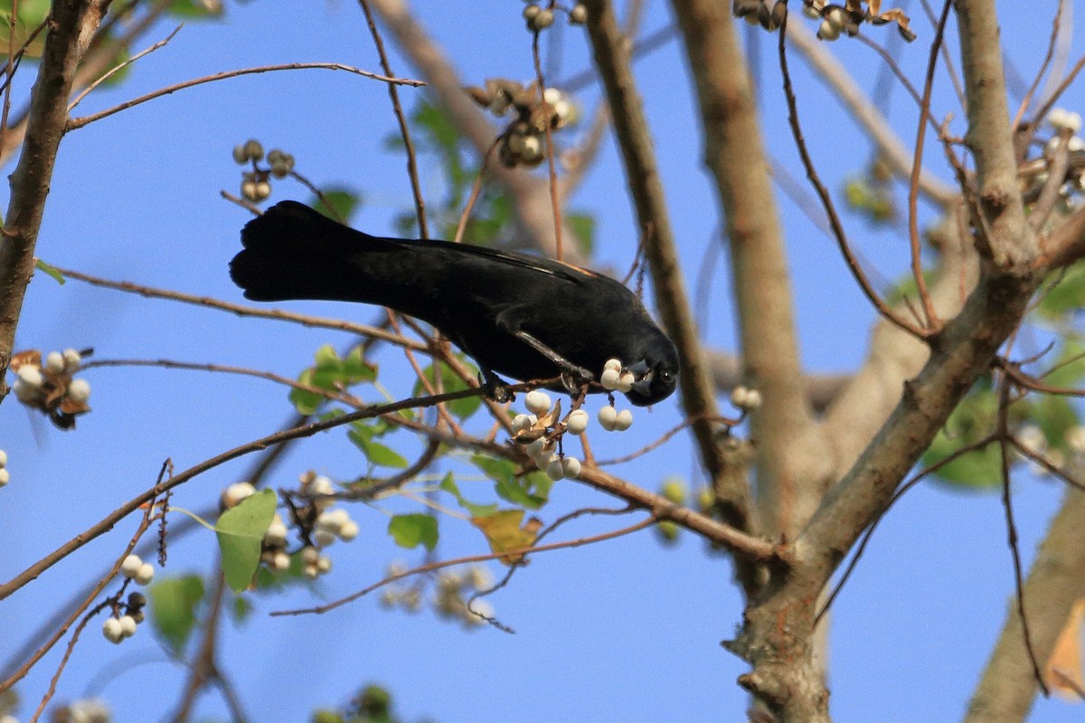 Red-winged Blackbird - ML645749761
