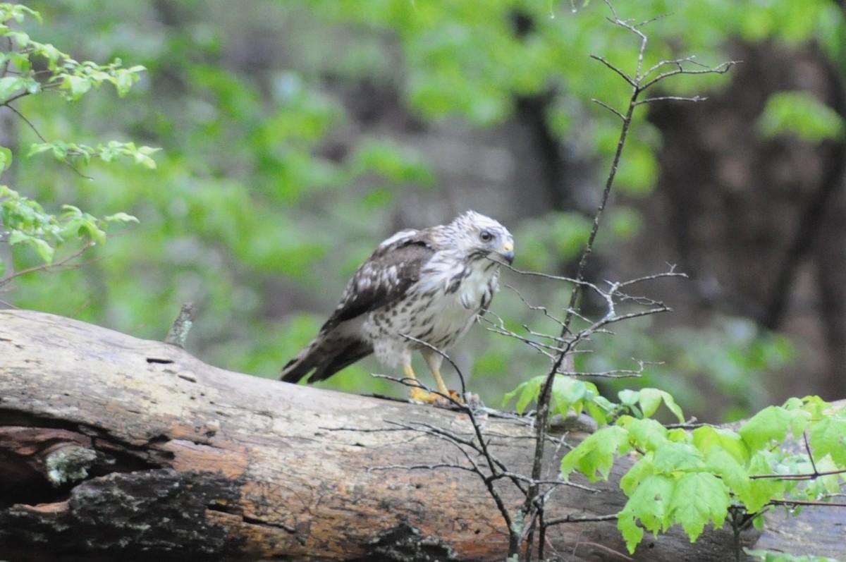 Broad-winged Hawk - ML645749764