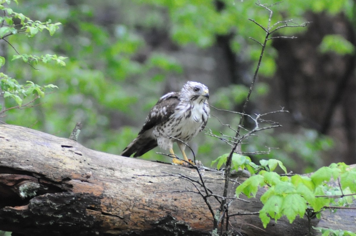 Broad-winged Hawk - ML645749765