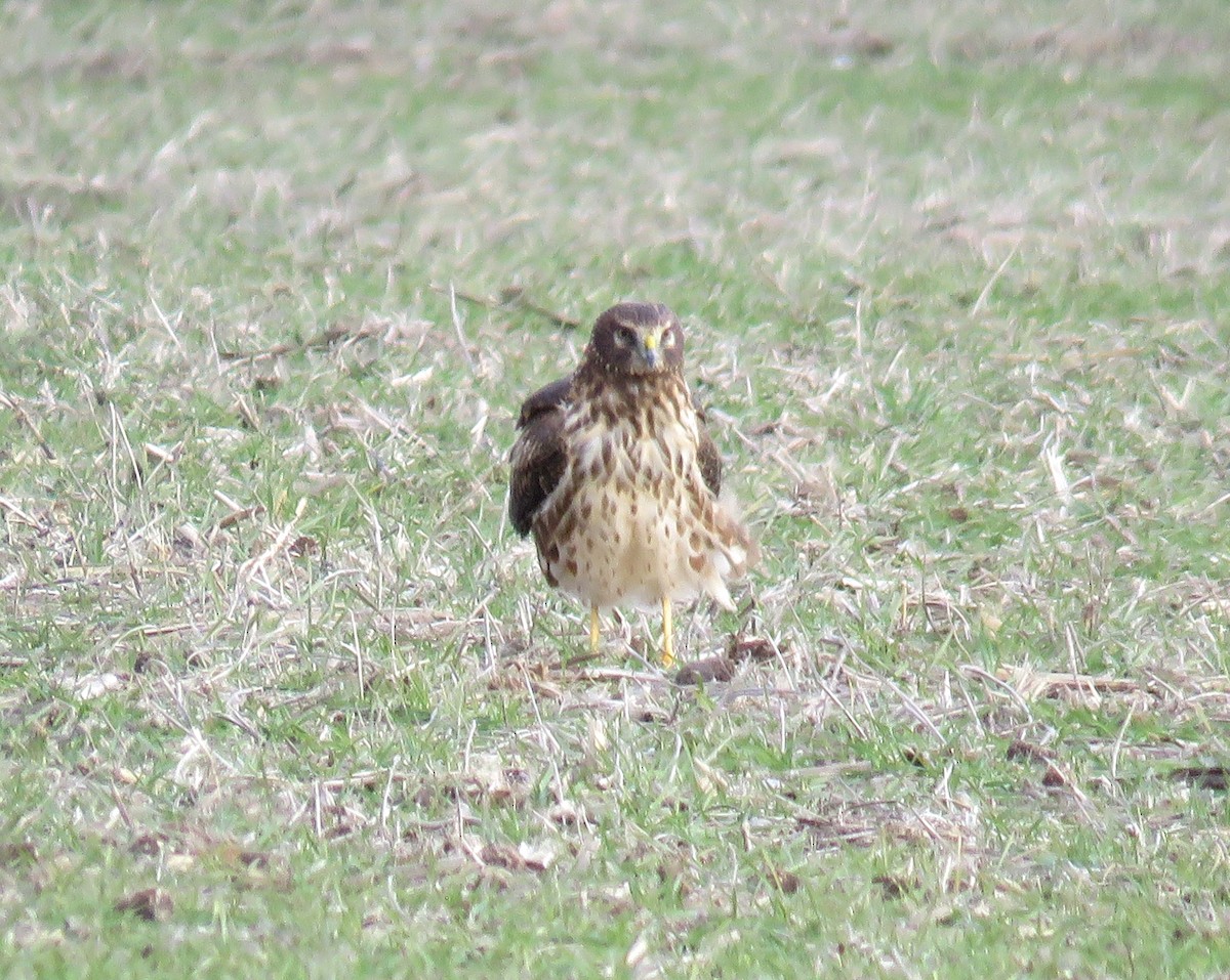 Northern Harrier - ML645749768